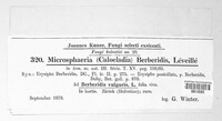 Erysiphe berberidis image
